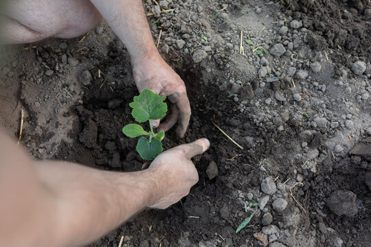 planting a zucchini seedling