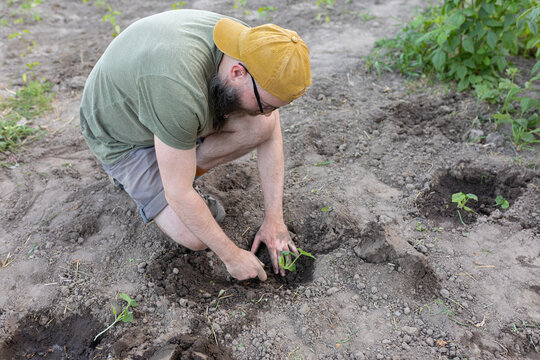 planting a young zucchini seedling