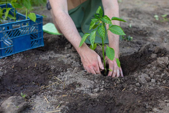 farmer's hands planting a seedling
