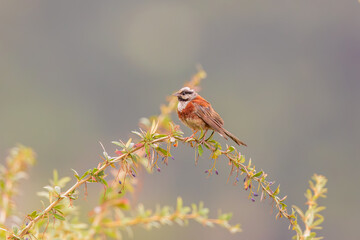 White-capped bunting or Chestnut-breasted bunting (Emberiza stewarti) at Zabarwan hills at Srinagar, Jammu  Kashmir, India