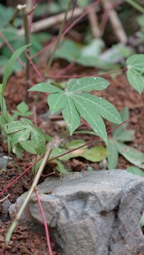 Small cassava plants in the garden 