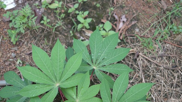 Small cassava plants in the garden 