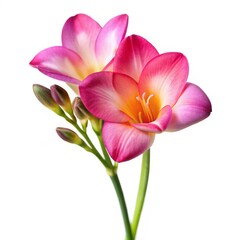 A Single Pink Freesia Flower with Buds on a White Background, Close-Up Photography, Isolated Flower, Freesia, Pink, White