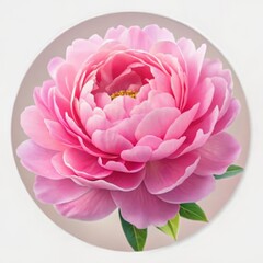 A Single Pink Peony Blossom on a White Background, Digital Painting, Close-up, Delicate, Feminine, Floral, Beauty