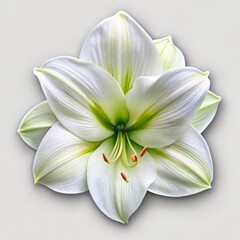 Fototapeta premium A Single White Lily with Green Veins, Close-up Perspective, Isolated, Floral, Botanical, Nature , lily