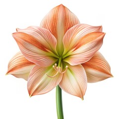 Fototapeta premium Amaryllis Flower with Delicate Peach and Green Hues, Close-up , flower, bloom, nature