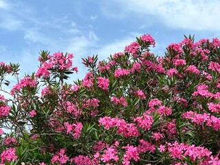 Oleander nerium pink blossom 