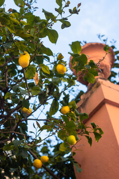 Lemon tree and terracotta column