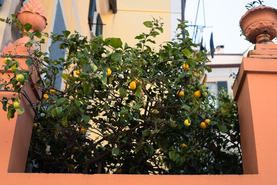 Typical Liguria lemon tree