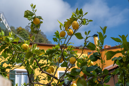 Fresh ripe lemons on the branch