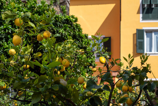 Fresh ripe yellow lemons Italian Mediterranean detail 