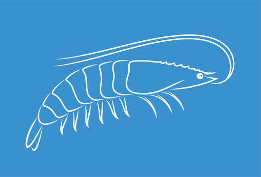 recommend clip art: Shrimp outline. Isolated shrimp on white background. Prawns outline