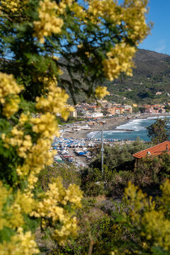Levanto, Cinque Terre view from the mimosa tree