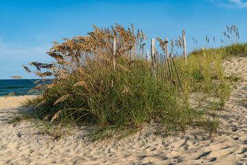 Patch of sea grass or sea oats on the beach - Nags Head North Carolina - Outer Banks