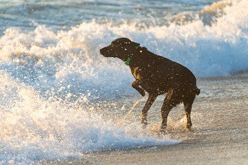 Black Labrador Retriever dog at the beach, playing and frolicking in the surf and sand. Outer...