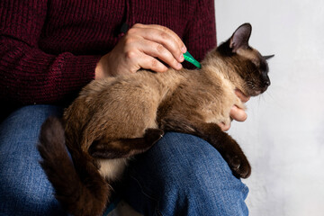 A man administering flea treatment to a Siamese cat. Pipettes are small tubes used to apply liquid medications or treatments precisely.