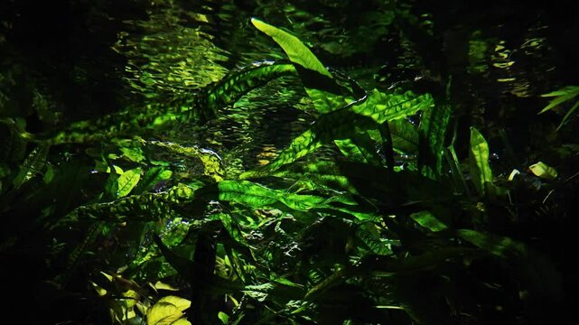 Green aquatic plants with long leaves in a freshwater aquarium. Vibrant underwater colours and beautiful reflections, water surface from below. Abstract slow motion of a fish tank for background.