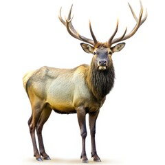 Fototapeta premium Majestic Elk with Antlers, Isolated on White Background, Animal Portrait, Wildlife, Nature ,deer, antlers