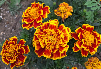 macro of cheerful and vivid tagetes in a flowerbed