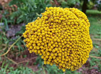 macro of beautiful and vivid yellow yarrow in countryside