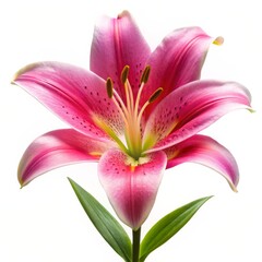Fototapeta premium Pink Lily Flower Isolated on White, Flowers, Floral, Lily