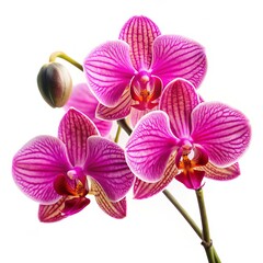 Pink Orchid Flower Bloom, Flower, Orchid, Petals