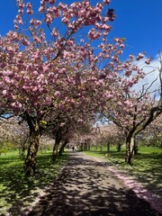 Naklejka premium botanic garden Liverpool UK