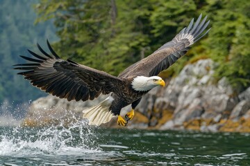 Fototapeta premium Bald Eagle Soaring Over Water with Wings Spread Wide