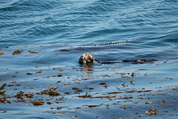 sea otter eating