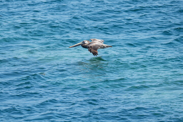 brown stork over the ocean