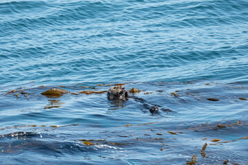 sea otter grazing