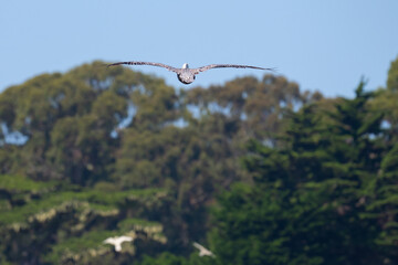 seagull flying away