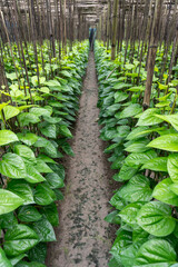 Glossy Foliage of Betel Pepper or Betel Vine (Piper Betle). A Plant of the Piperaceae Family and Piperales Order.