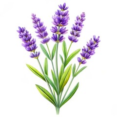 Obraz premium Watercolor Lavender Bouquet, Botanical Illustration, Floral Art, Lavender, Flower, Art