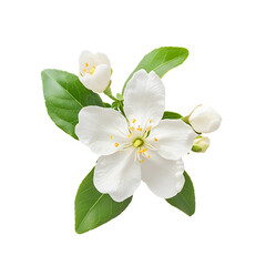 Fototapeta premium Jasmine flower isolated on white background with clipping path, symbol of Mothers day in thailand.