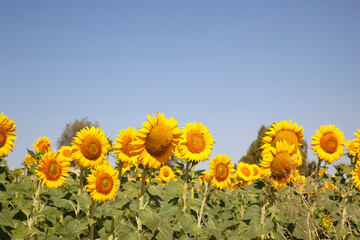 campo de grandes girasoles amarillos bajo un cielo azul en un día de sol