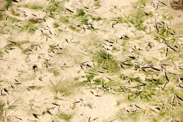 huellas de pisadas de pájaros en la arena cerca de agua en una playa