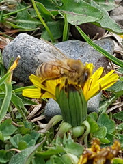 Bee on a dandelion 