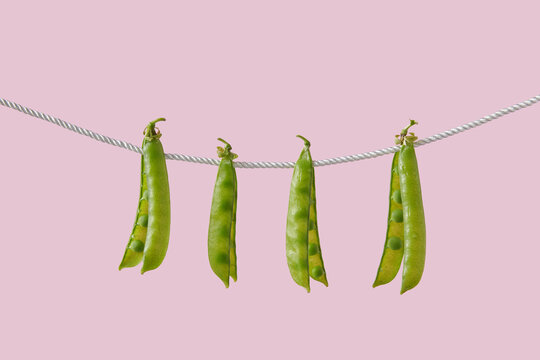 Halved pods with sweet green beans placed on rope for laundry