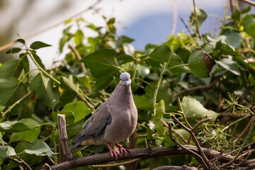 Bird in Natural Habitat