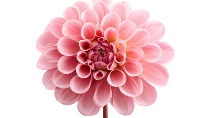 Fototapeta premium pink dahlia isolated on white background