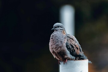 Bird in Natural Habitat