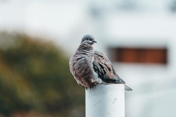 Fototapeta premium Bird in Natural Habitat