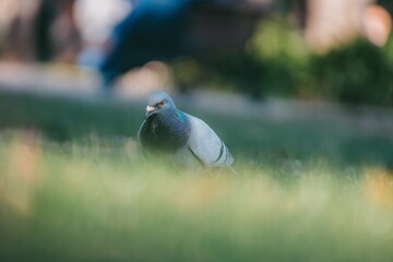 Bird in Natural Habitat