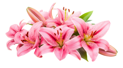 Pink lily flower bouquet isolated on white background for card and decoration