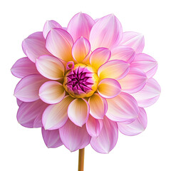 Fototapeta premium Pink dahlia isolated on the white background. Photo with clipping path.