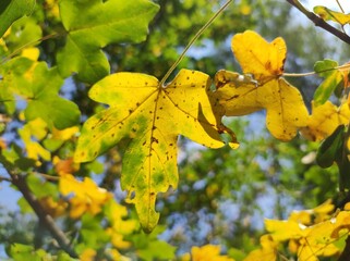 Obraz premium Autumn yellow and green maple leaves in sunlight
