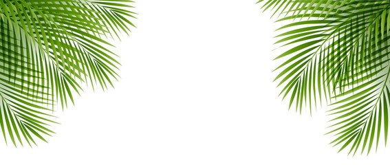 Tropical Palm Tree Border And Isolated White Bachground