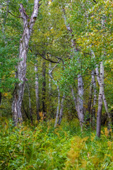 Fototapeta premium Forest trees. Travel concept. High quality photo.