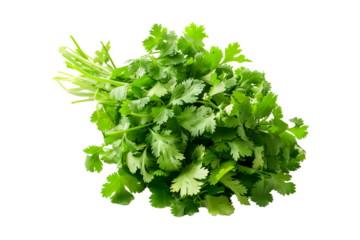 A vibrant bunch of cilantro with lush green leaves isolated on a white transparent background. Perfect for salads, various cooking methods, and healthy, nutritious dishes